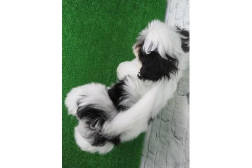 成約済の大阪府のシーズー-140881の2枚目