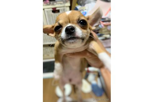 成約済の千葉県のチワワ(スムースコート)-141812の4枚目