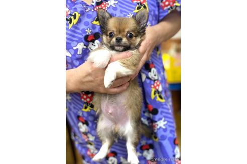成約済の神奈川県のチワワ(ロングコート)-139552の35枚目
