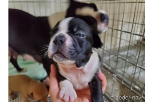 成約済の愛知県のボストンテリア-143556の6枚目