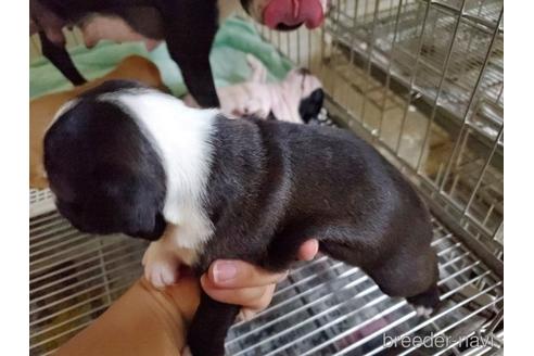 成約済の愛知県のボストンテリア-143556の5枚目