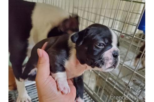 成約済の愛知県のボストンテリア-143556の4枚目