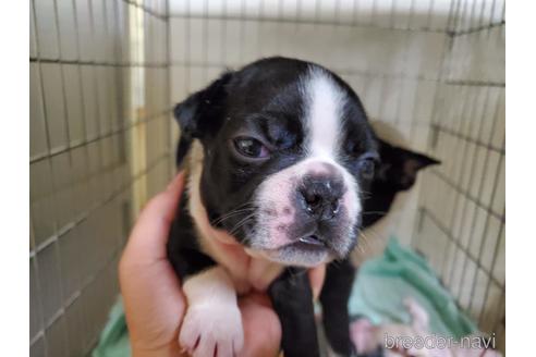 成約済の愛知県のボストンテリア-143556の3枚目