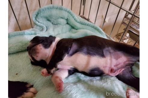 成約済の愛知県のボストンテリア-143556の2枚目