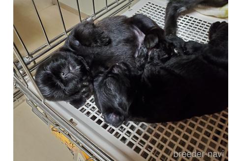 成約済の愛知県のベルジアングリフォン-143564の1枚目