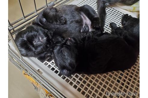 成約済の愛知県のベルジアングリフォン-143564の2枚目