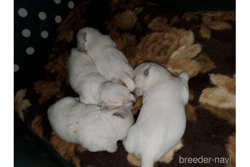 成約済の愛知県のウエストハイランドホワイトテリア(ウエスティ)-143567の1枚目