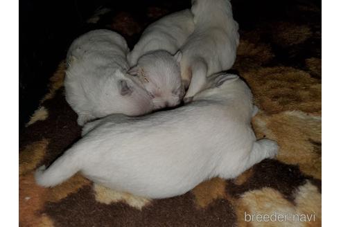 成約済の愛知県のウエストハイランドホワイトテリア(ウエスティ)-143567の3枚目