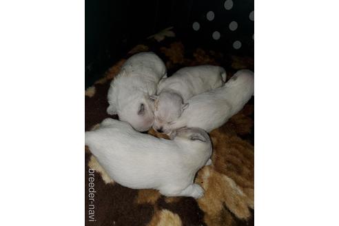 成約済の愛知県のウエストハイランドホワイトテリア(ウエスティ)-143567の2枚目