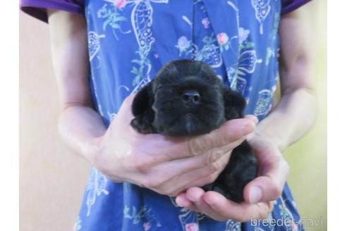 成約済の愛知県のアメリカンコッカースパニエル-143572の17枚目