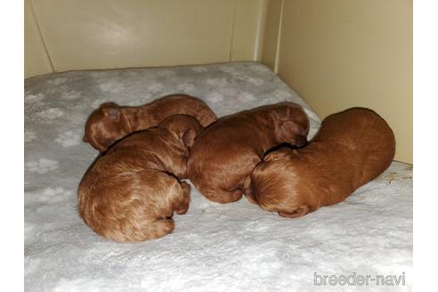 成約済の愛知県のトイプードル-143574の1枚目