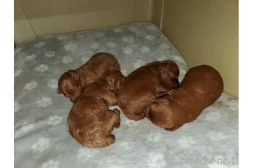 成約済の愛知県のトイプードル-143574の2枚目