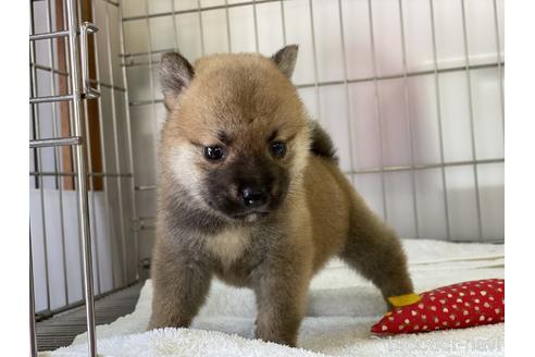 成約済の岡山県の柴犬-140412の4枚目