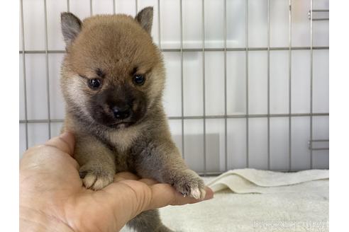 成約済の岡山県の柴犬-140412の1枚目