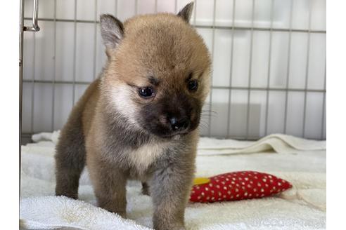 成約済の岡山県の柴犬-140412の3枚目