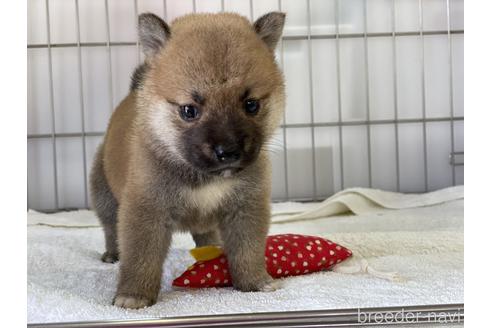 成約済の岡山県の柴犬-140412の2枚目