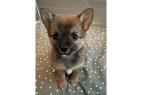 愛知県のミックス犬 女の子 21 06 24生まれ レッド 子犬id ブリーダーナビ 愛知県のミックス犬 女の子 21 06 24生まれ レッド 子犬id ブリーダーナビ
