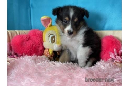 トライカラー ブラック タン ホワイト のシェットランドシープドッグ シェルティ の子犬を探す ブリーダーナビ
