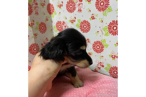 成約済の愛知県のミニチュアダックスフンド(ロングヘアード)-143600の4枚目