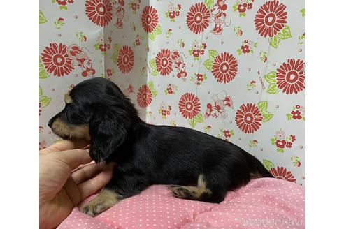 成約済の愛知県のミニチュアダックスフンド(ロングヘアード)-143601の4枚目