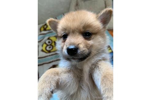 茨城県のミックス犬 男の子 21 06 生まれ ポメラニアン 柴犬mix 子犬id ブリーダーナビ