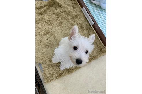 成約済の北海道のミックス犬-140384