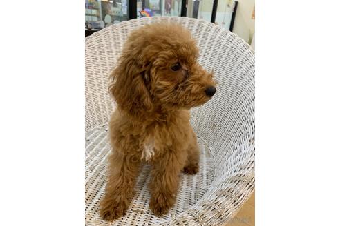 成約済の北海道のトイプードル-133992の2枚目