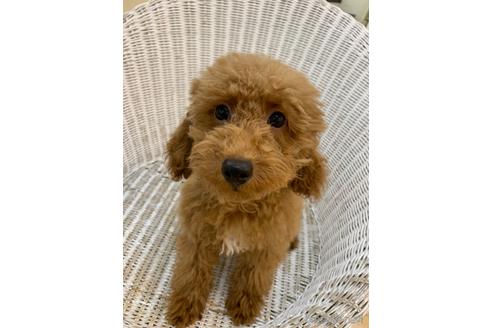 成約済の北海道のトイプードル-133992の1枚目