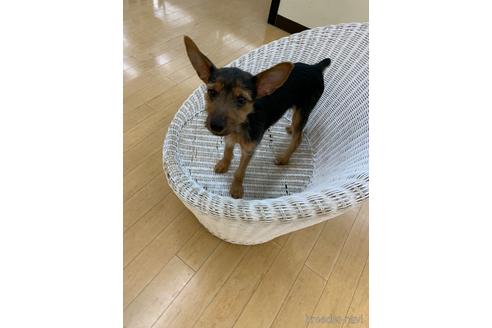 成約済の北海道のミックス犬-130586の4枚目