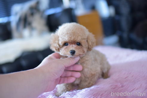 成約済の茨城県のトイプードル-142456の1枚目