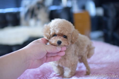 成約済の茨城県のトイプードル-142456の6枚目