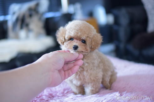 成約済の茨城県のトイプードル-142456の5枚目