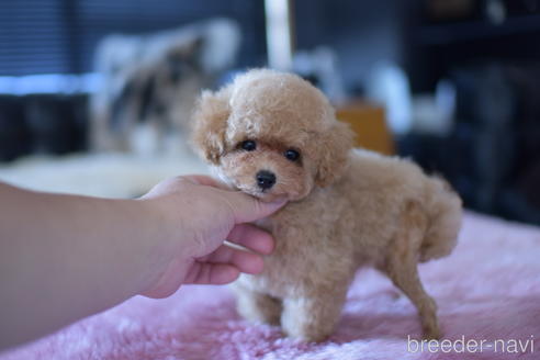 成約済の茨城県のトイプードル-142456の4枚目