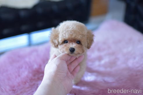 成約済の茨城県のトイプードル-142456の3枚目