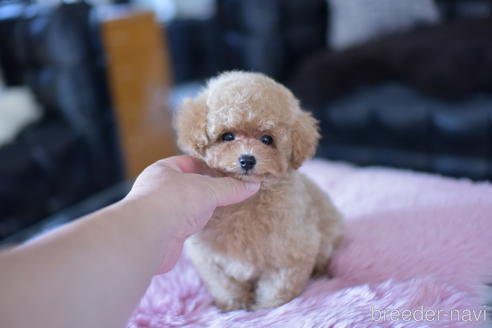 成約済の茨城県のトイプードル-142456の2枚目