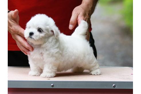 成約済の静岡県のマルチーズ-143631の4枚目