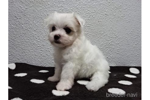 成約済の大阪府のマルチーズ-143644