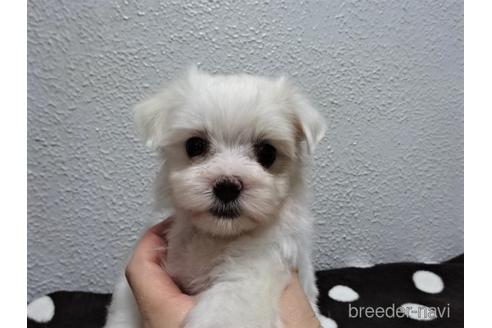 成約済の大阪府のマルチーズ-143644の5枚目