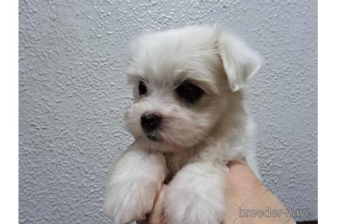 成約済の大阪府のマルチーズ-143644の4枚目