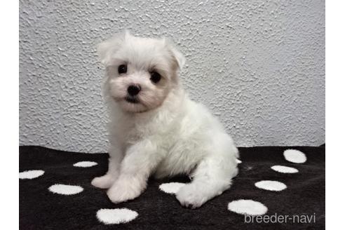 成約済の大阪府のマルチーズ-143644の3枚目