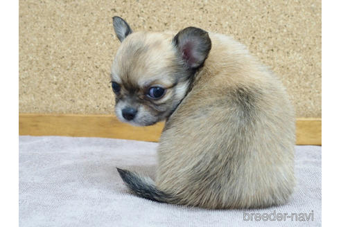 成約済の愛知県のチワワ(ロングコート)-141260の5枚目