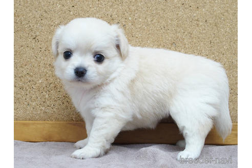 成約済の愛知県のチワワ(ロングコート)-141258の5枚目