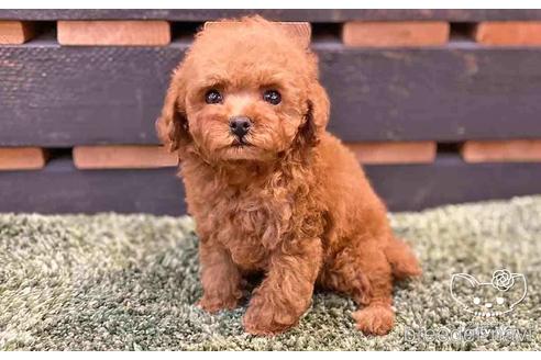 成約済の愛知県のトイプードル-143651の3枚目