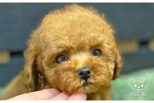 成約済の愛知県のトイプードル-143651の4枚目