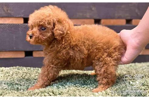 成約済の愛知県のトイプードル-143651の5枚目