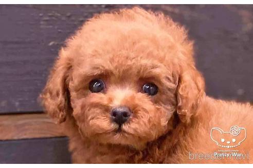 成約済の愛知県のトイプードル-143651の6枚目