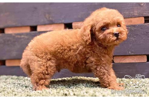 成約済の愛知県のトイプードル-143651の7枚目