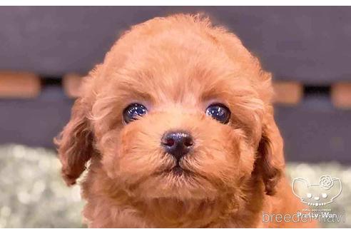 成約済の愛知県のトイプードル-143652