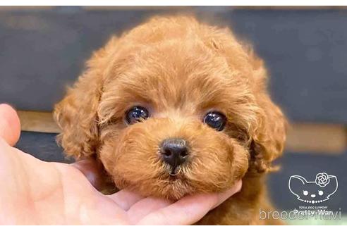 成約済の愛知県のトイプードル-143652の3枚目