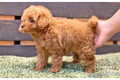 成約済の愛知県のトイプードル-143652の5枚目